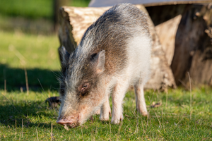 Cochon nain de gottingen : taille, description, biotope, habitat